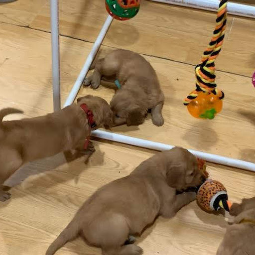 Pups1